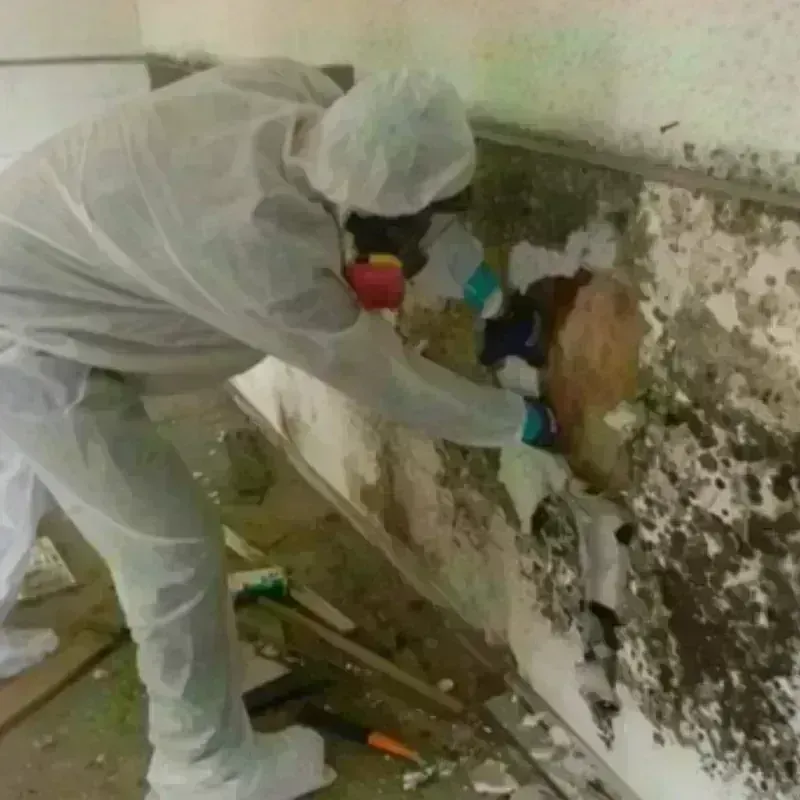 Mold Remediation and Removal in Mauston, WI